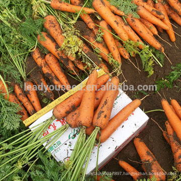 CA08 Orande 8-inches upscale red chinese carrot seeds